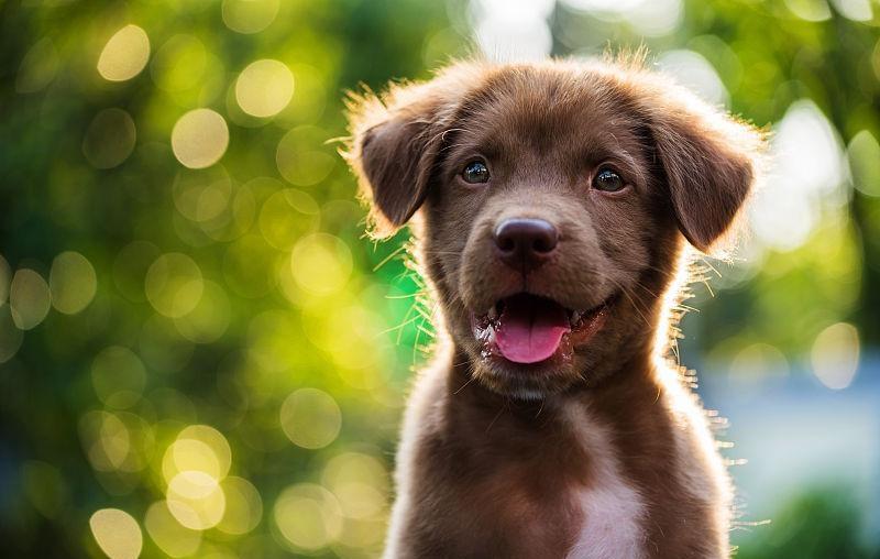 狗狗不能吃——堅果