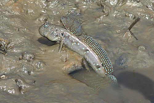 海水養殖觀賞魚_海水觀賞養殖魚圖片_海水觀賞養殖魚怎么養
