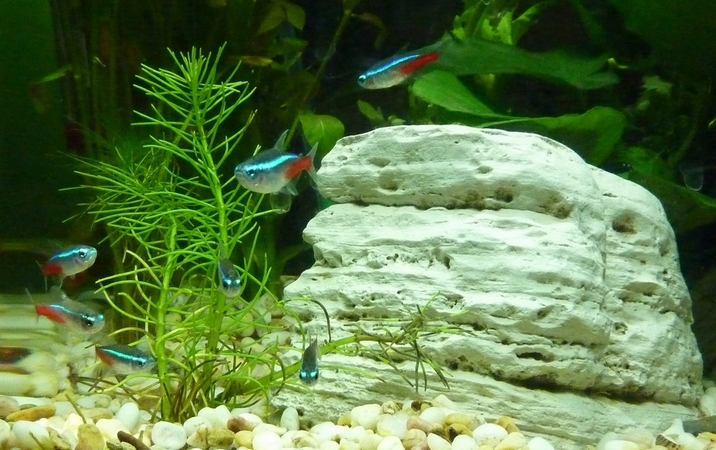 生態魚缸養熱帶魚詳解（一）