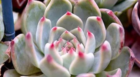 多肉植物植物怎么養(yǎng)_多肉植物養(yǎng)有什么好處_養(yǎng)多肉的