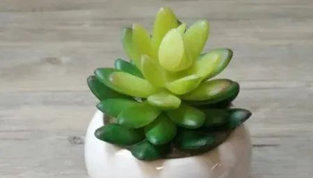 多肉植物養(yǎng)有什么好處_多肉植物植物怎么養(yǎng)_養(yǎng)多肉的