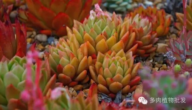 多肉植物養(yǎng)護的四大誤區(qū)，對號入座吧