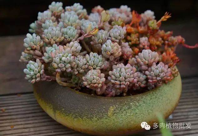 植物多肉大全圖片_多肉植物 大_植物多肉大概多長時間澆一次水