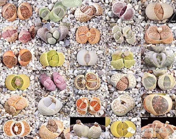 植物多肉大概多長時間澆一次水_多肉植物 大_植物多肉大全圖片