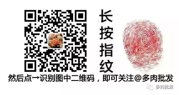 多肉植物 大_植物多肉大概多長時間澆一次水_植物多肉大全圖片