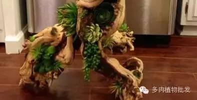 多肉植物 大_植物多肉大全圖片_植物多肉大概多長時間澆一次水