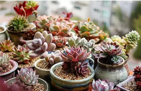 植物多肉大概多長時間澆一次水_多肉植物 大_植物多肉大全圖片