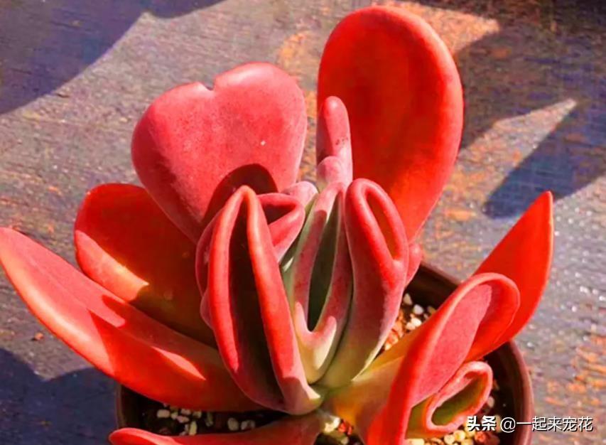 3種經(jīng)典的紅色多肉，好養(yǎng)好看又皮實，擺在家里上檔次，值得擁有