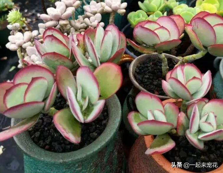 多肉紅色花_紅色肉花白色根嗎_紅色多肉花心有白絨絨