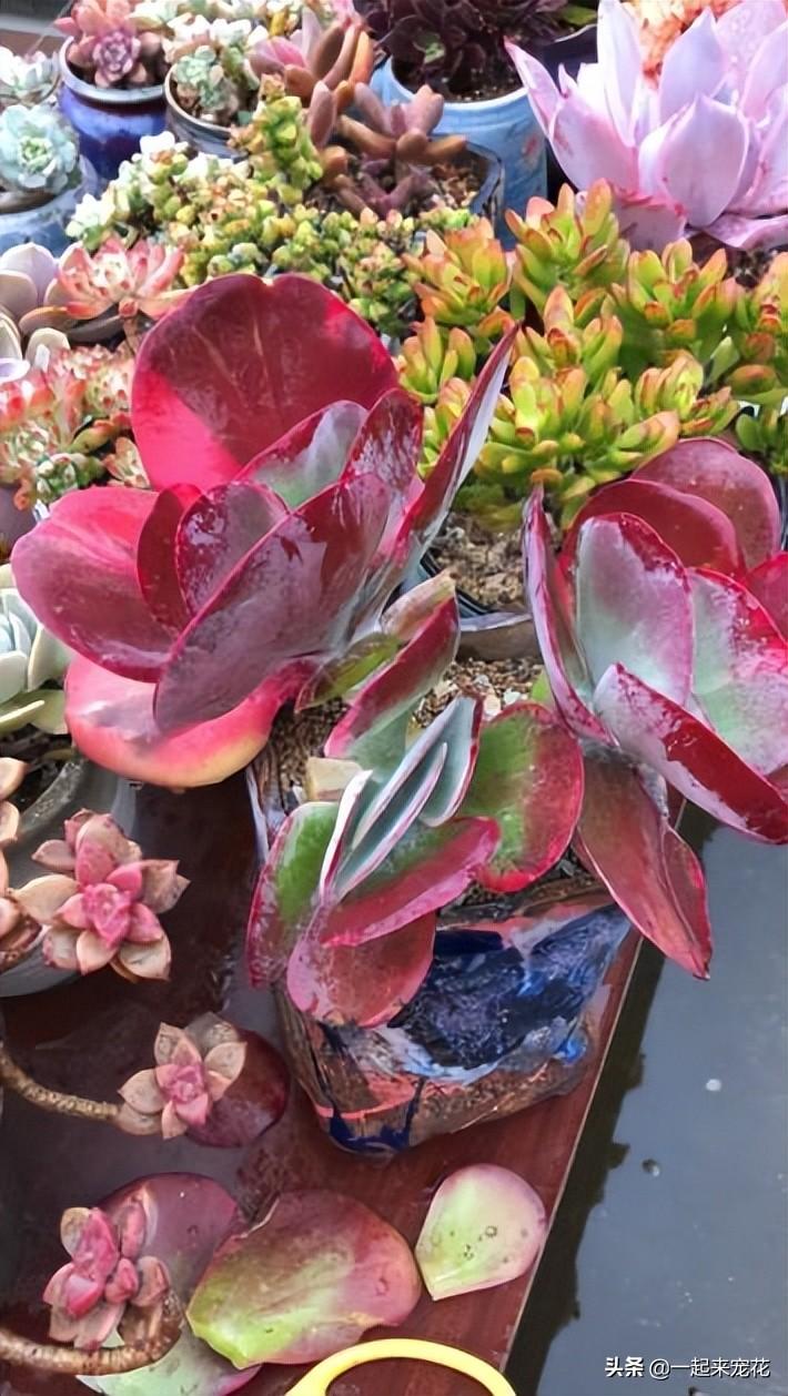 多肉紅色花_紅色多肉花心有白絨絨_紅色肉花白色根嗎