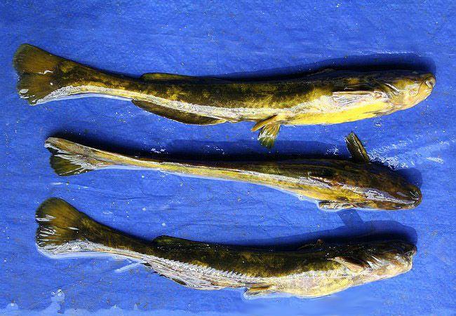 長不大的冷水觀賞魚_冷水觀賞魚長大后會死嗎_冷水觀賞魚長大后怎么養