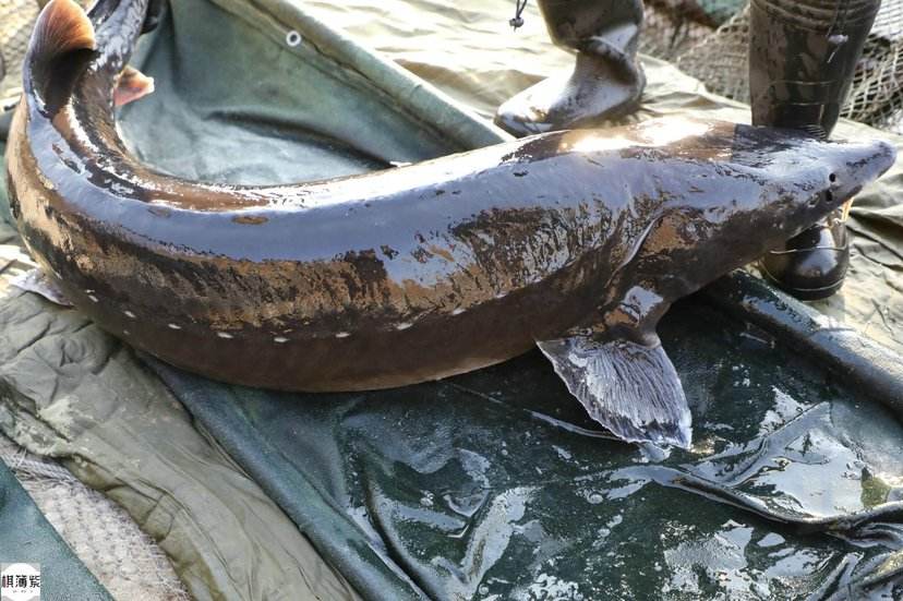 冷水觀賞魚長大后怎么養_冷水觀賞魚長大后會死嗎_長不大的冷水觀賞魚