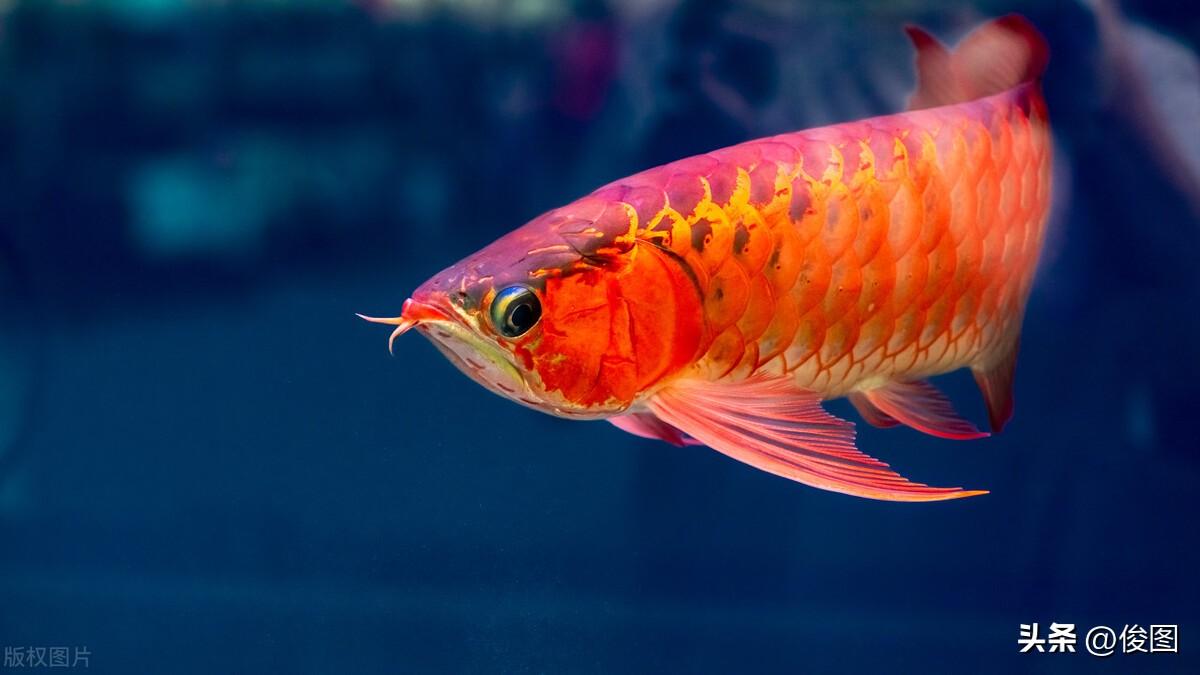 紅鯉魚觀賞魚賣多少錢一斤_鯉魚買賣_賣鯉魚掙錢嗎