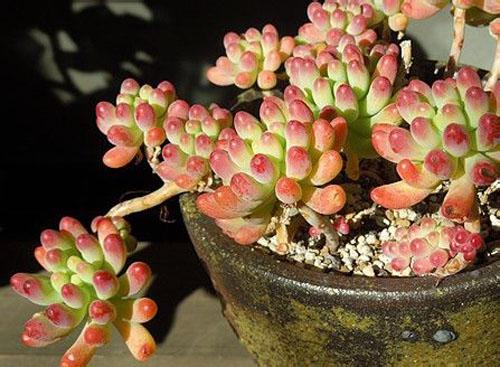 蒂亞多肉老樁_多肉蒂亞老樁怎么修剪_多肉蒂亞老樁盆栽修剪