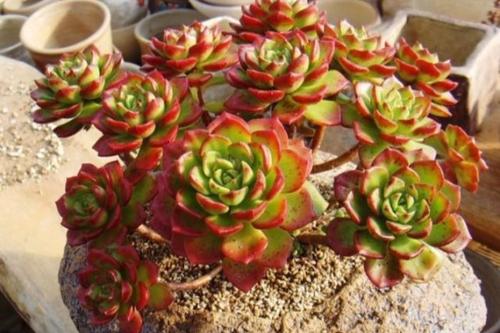 多肉蒂亞老樁怎么修剪_多肉蒂亞老樁盆栽修剪_蒂亞多肉老樁