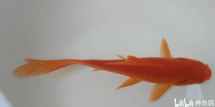 觀賞魚吃小魚苗嗎_觀賞魚不能吃_觀賞魚吃什么魚食好