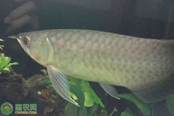 青龍魚價格多少錢一斤？青龍魚養殖前景分析