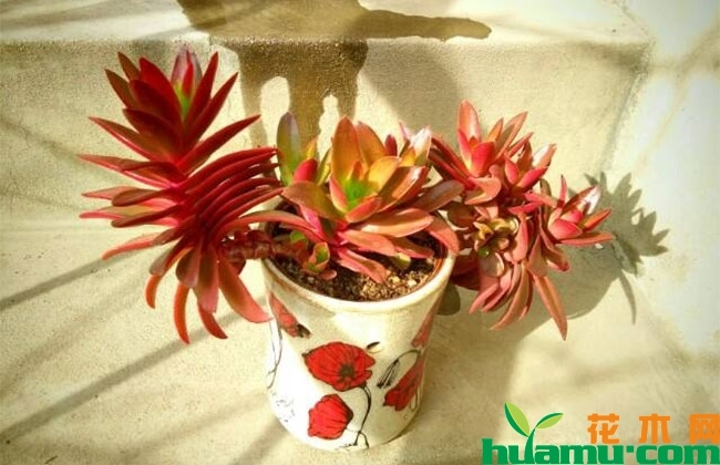 火祭夏季養護注意事項