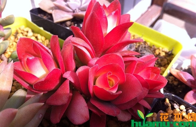 養多肉火祭好嗎_多肉火祭怎么養_多肉火祭怎么養才好看
