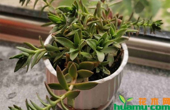 多肉火祭怎么養才好看_養多肉火祭好嗎_多肉火祭怎么養