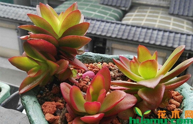 多肉火祭怎么養_養多肉火祭好嗎_多肉火祭怎么養才好看