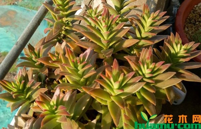 養多肉火祭好嗎_多肉火祭怎么養才好看_多肉火祭怎么養