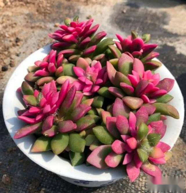 多肉直接插土里能活嗎_多肉能直接剪了插土里能活嗎_多肉斷了直接插土里可以活嗎