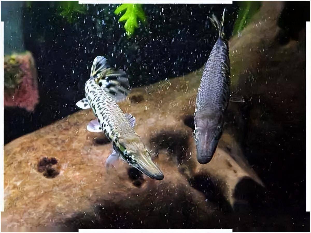 大型魚觀賞魚_大型觀賞魚魚_觀賞大型魚類