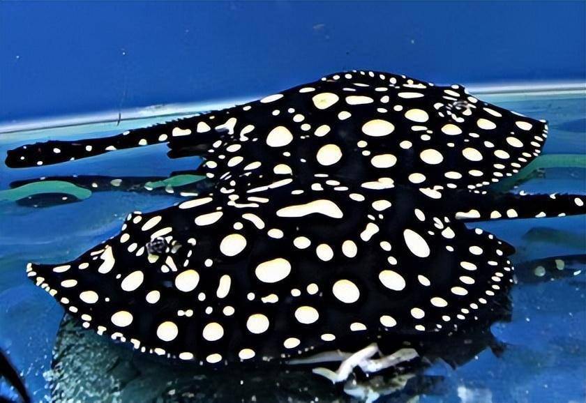 觀賞大型魚類_大型魚觀賞魚_大型觀賞魚魚