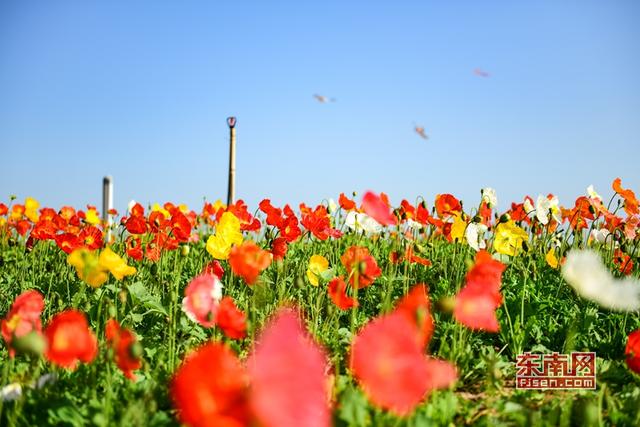 婦女節(jié)快樂圖片 女王節(jié)文案說說38女神節(jié)網(wǎng)絡(luò)流行語言俏皮話