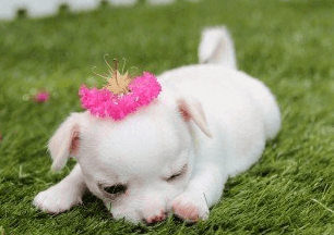 寵物狗的名字叫什么好聽的名字_名字好聽寵物狗叫啥_好聽的寵物狗名字萌萌噠