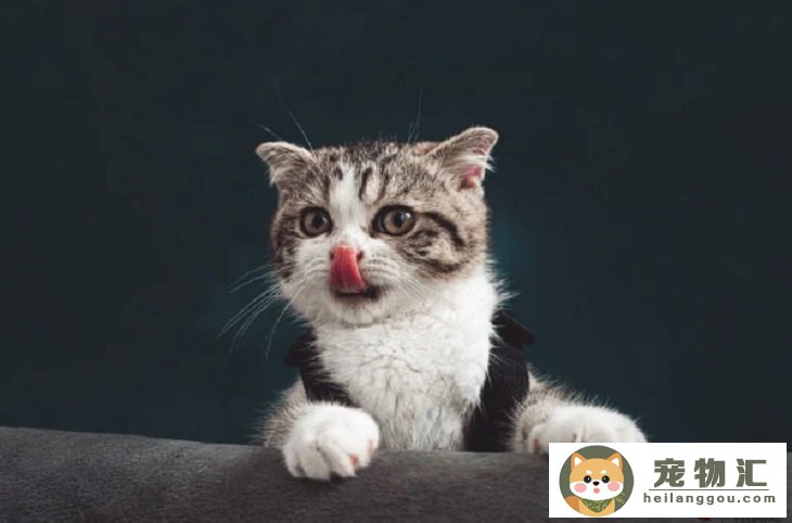 養貓費錢還是養狗費錢 哪個麻煩