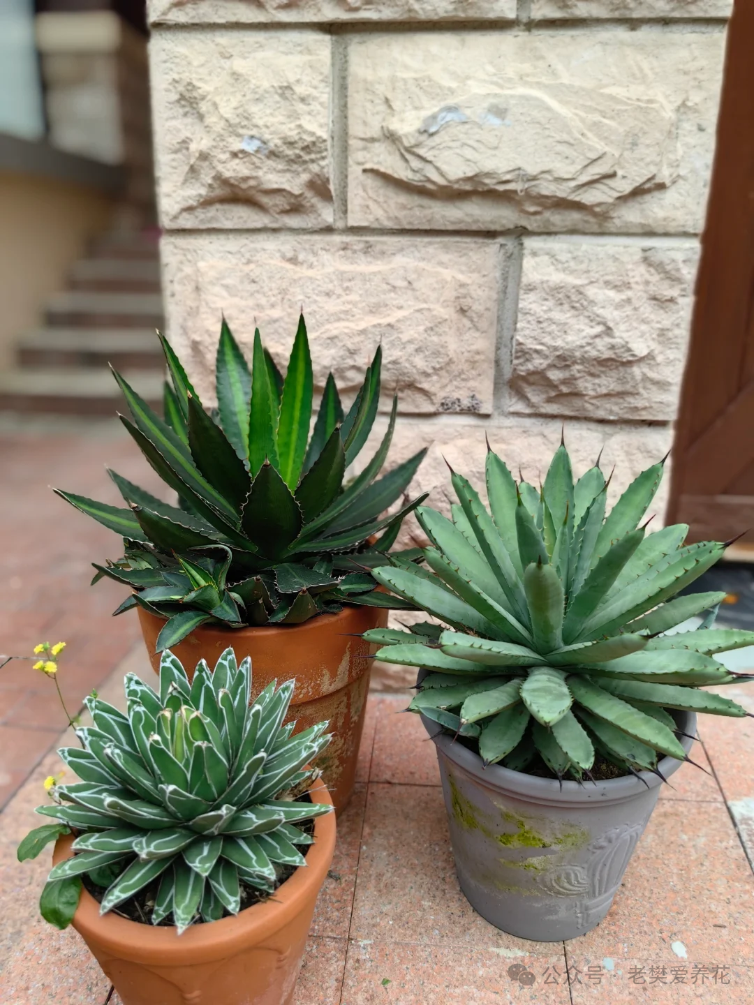 多肉開花是好兆頭嗎_多肉開花是好兆頭_多肉開花是什么寓意