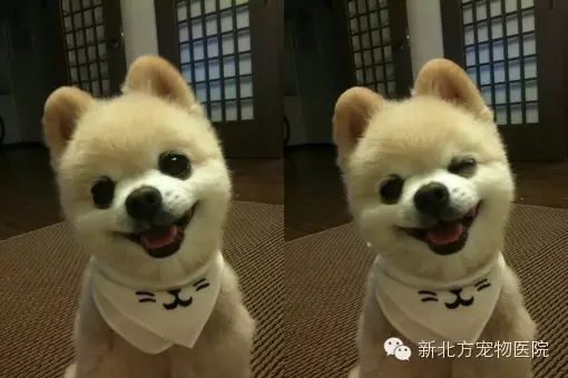 狗狗快速止咳方法_狗狗怎么止咳_治療狗狗咳嗽的最快的藥