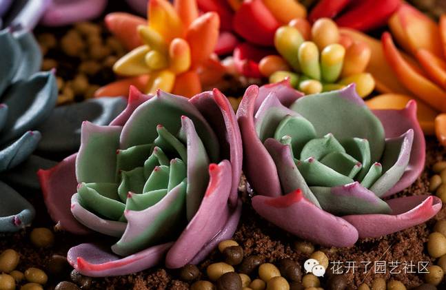 據說多肉植物可以凈化空氣是真的嗎？