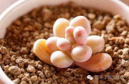 凈化空氣多肉可以放室內(nèi)嗎_多肉凈化空氣_多肉可以凈化空氣嗎