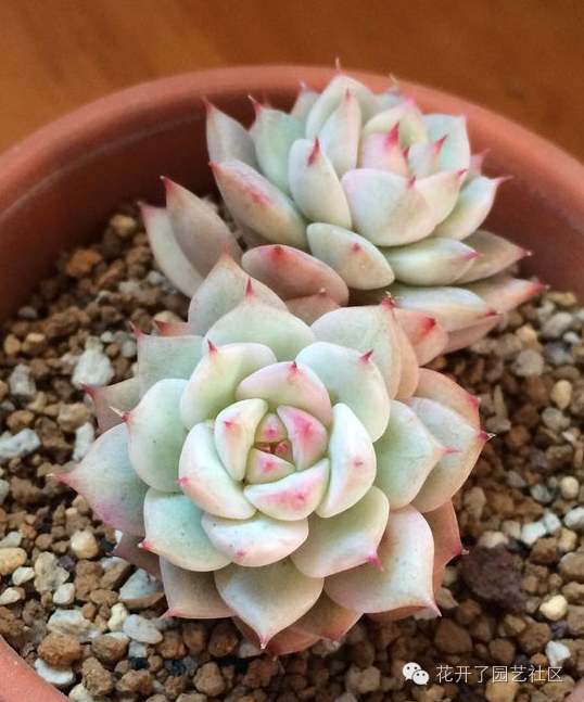 凈化空氣多肉可以放室內(nèi)嗎_多肉可以凈化空氣嗎_多肉凈化空氣