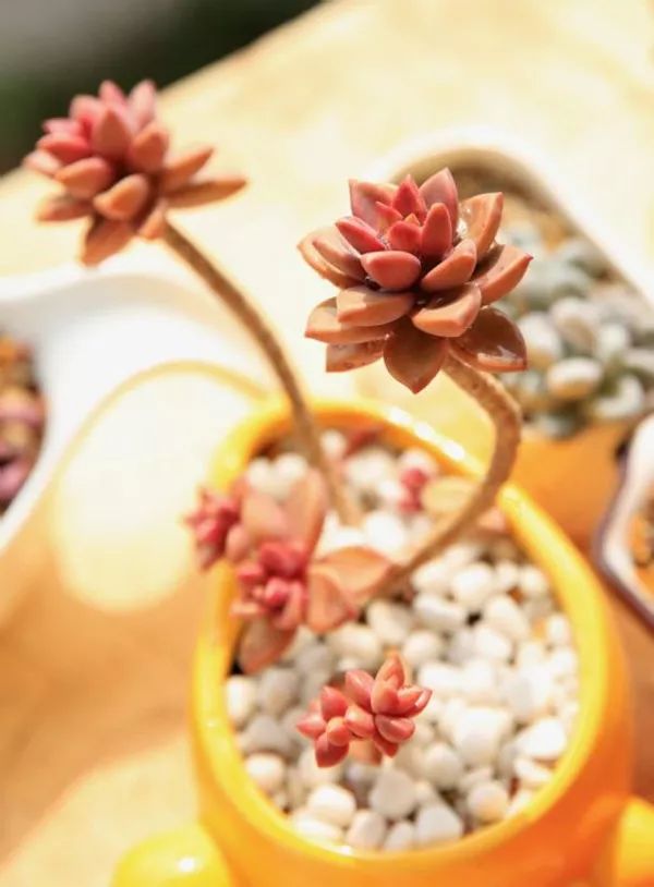 多肉怕凍嗎_扛凍的多肉_多肉怕凍吧