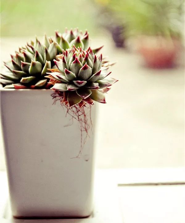 扛凍的多肉_多肉怕凍吧_多肉怕凍嗎