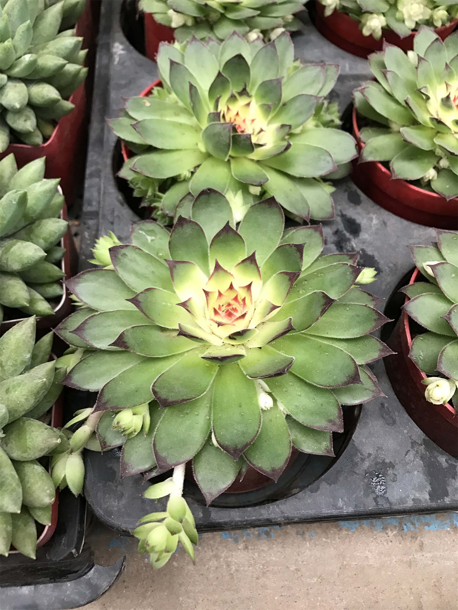 多肉植物蒂亞什么寓意_蒂亞多肉花語_多肉植物蒂亞