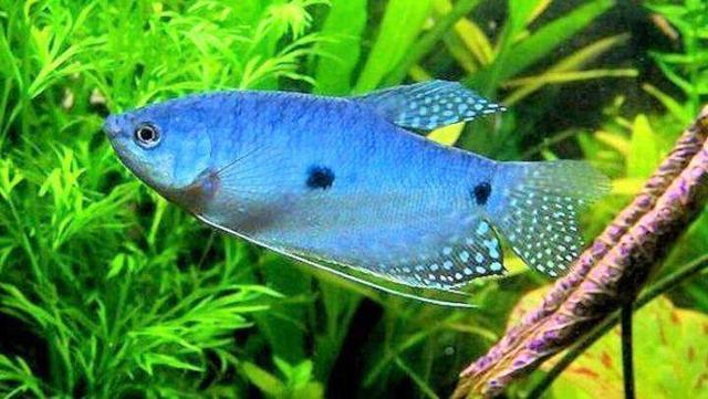 觀賞大全魚大型圖片_大型觀賞魚大全集_大型觀賞魚大全