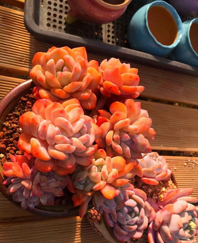 萌嘟嘟的多肉誰不喜歡，一款橙夢露更誘人，養(yǎng)一盆價(jià)值高