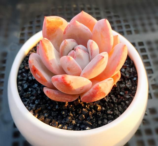 多肉卡羅拉有毒嗎_多肉卡羅拉好養嗎_卡羅拉多肉