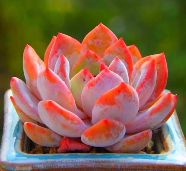 多肉卡羅拉好養嗎_多肉卡羅拉有毒嗎_卡羅拉多肉