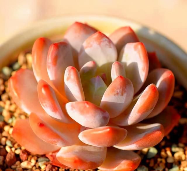 多肉卡羅拉有毒嗎_多肉卡羅拉好養嗎_卡羅拉多肉