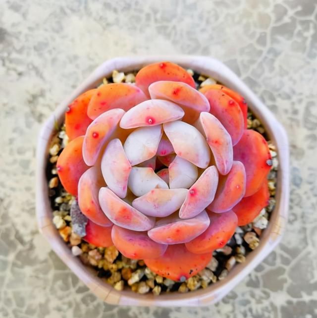 多肉卡羅拉好養嗎_多肉卡羅拉有毒嗎_卡羅拉多肉