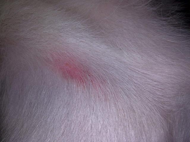 狗狗皮膚病內(nèi)服藥_狗狗皮膚病的藥多少錢_狗狗皮膚病用什么藥