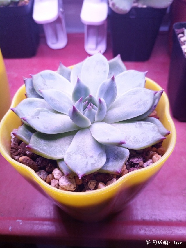 一份入冬失敗后的多肉對比報告