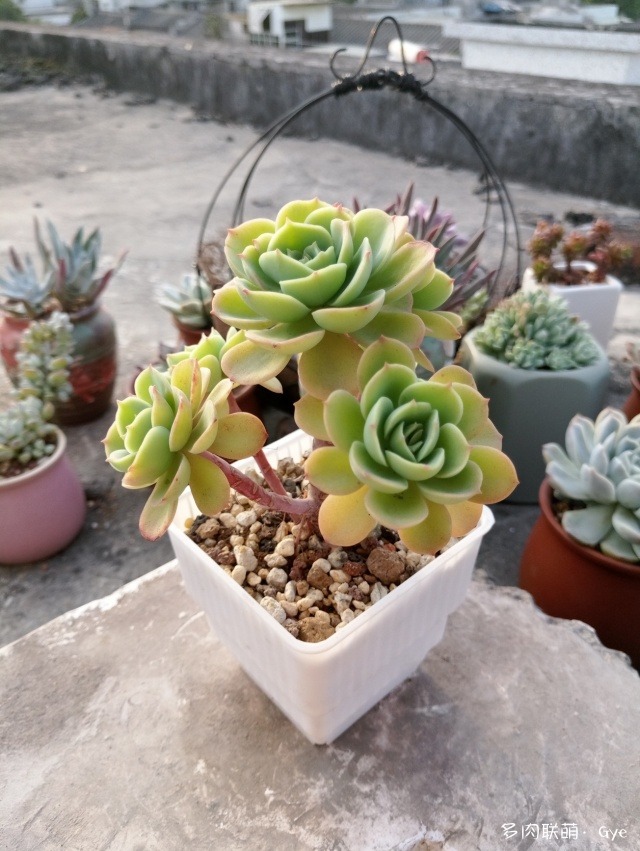 月亮石多肉繁殖_月亮石多肉好養嗎_多肉月亮石還叫什么名字