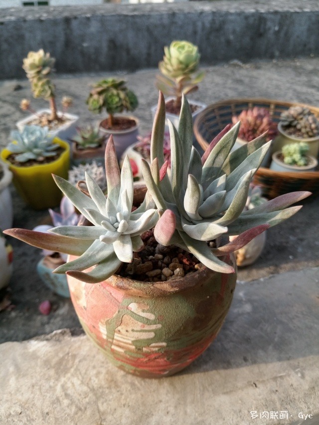 月亮石多肉好養嗎_月亮石多肉繁殖_多肉月亮石還叫什么名字